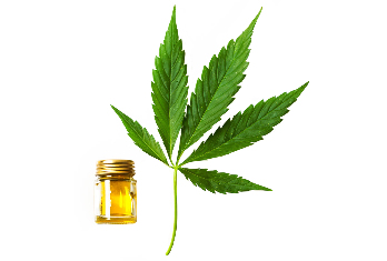 Hanföl in der Zusammensetzung der Cannabis oil